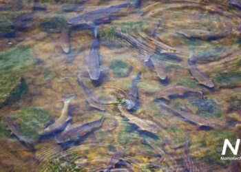 Čistá voda v jezírku