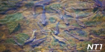 Čistá voda v jezírku